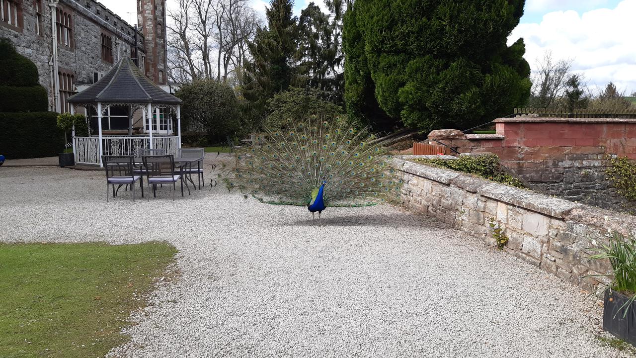 Peacocks in the gardens of Ruthin Castle.