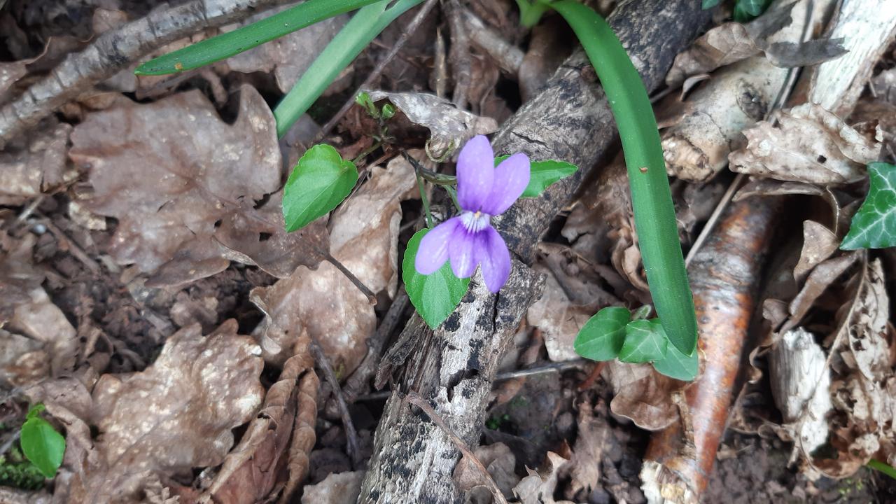 Flowers in the woods.