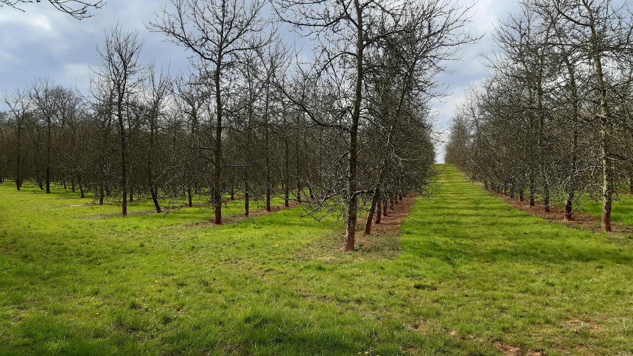 Lunch time orchard.