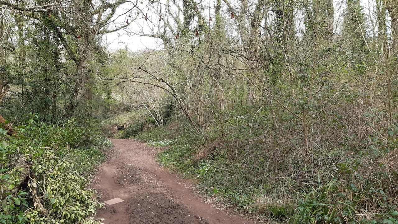 The grove in the woods with the woodpecker.