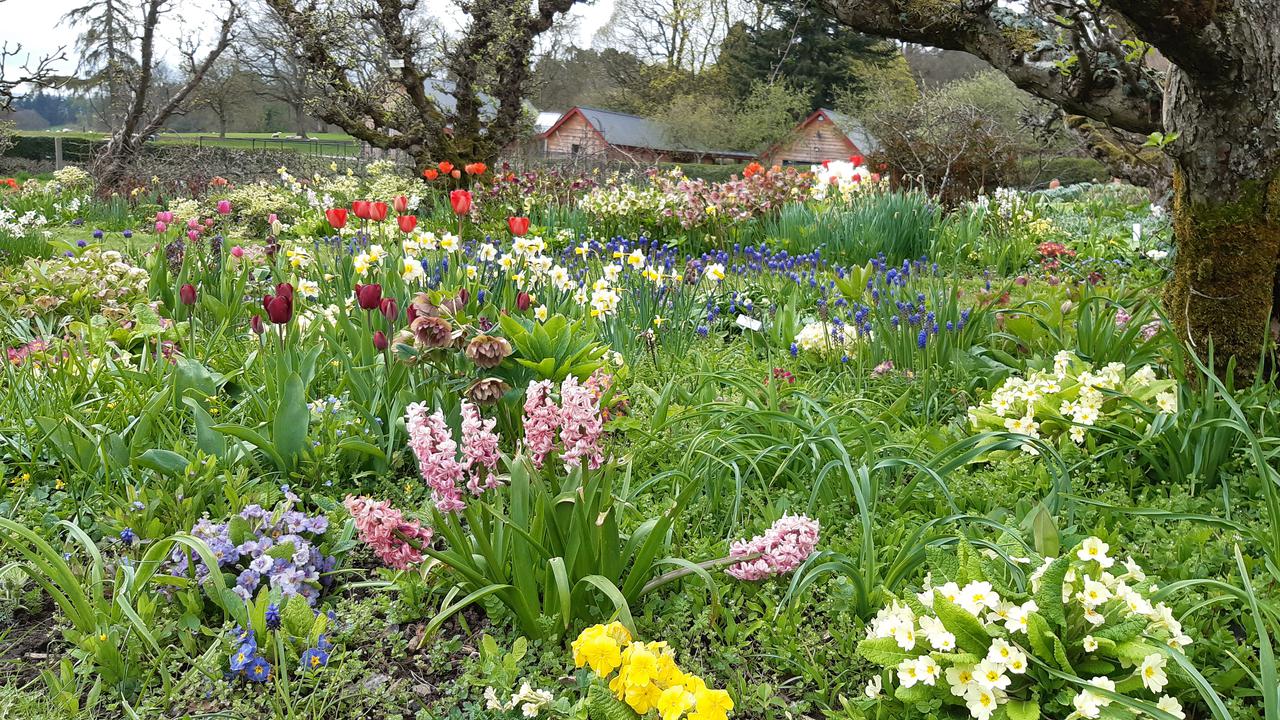 Spring flowers.