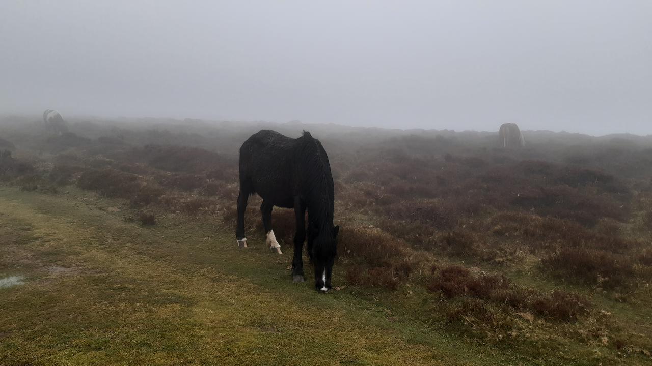 Wild horses.