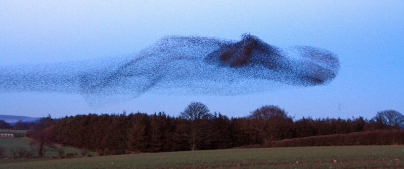 Swarm of starlings